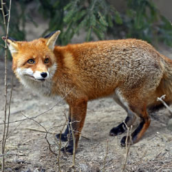 wild animal