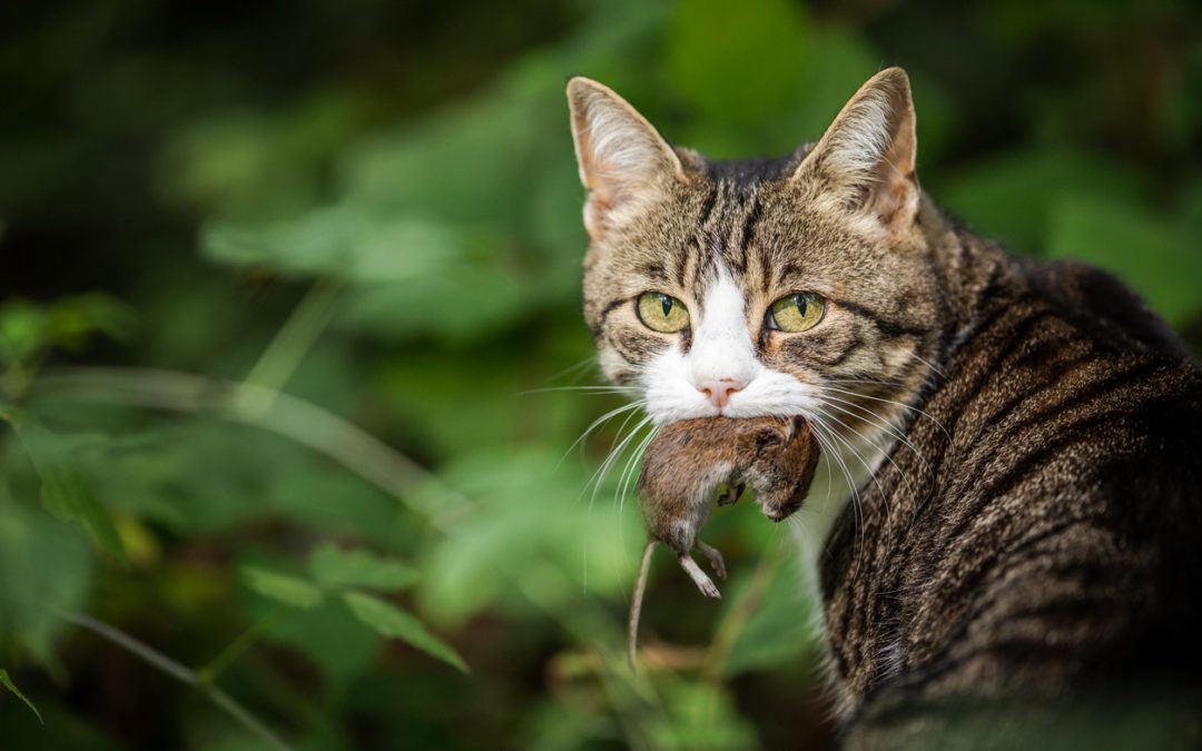 my-dog-or-cat-brought-in-a-dead-animal-abc-humane-wildlife-control