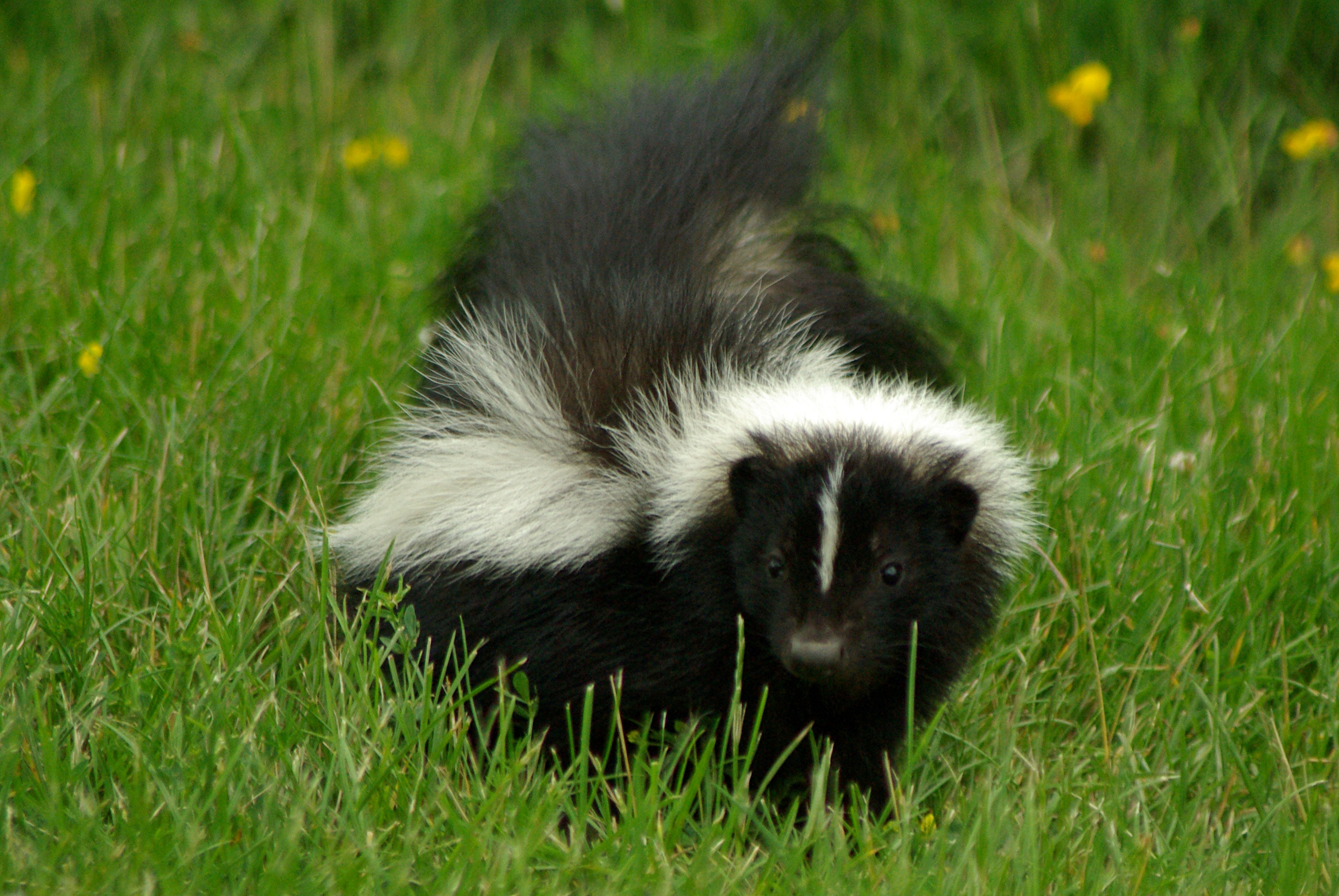 skunk-smell-removal-my-dog-was-sprayed-what-do-i-do-abc-humane