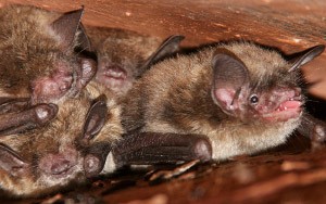 Highland Park Bat Removal