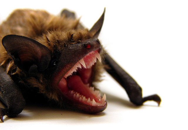 There S A Bat In My House What Now Abc Humane Wildlife There S A Bat In My House What Now