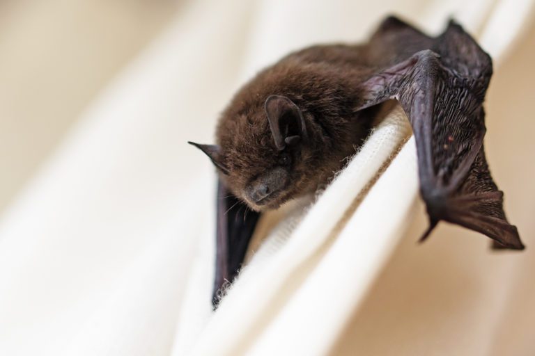 There’s a Bat In My House! What Now?
