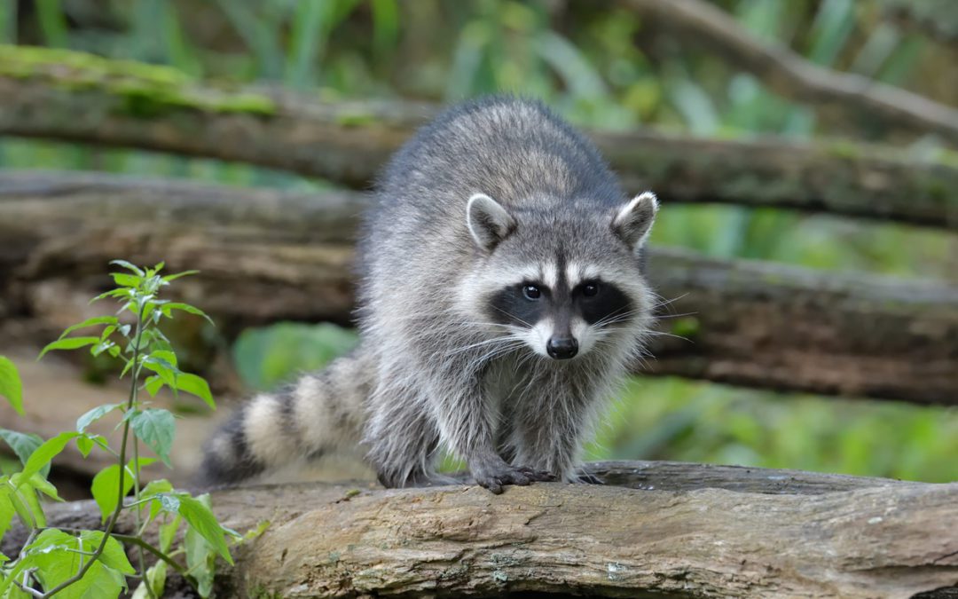 Raccoons Are A Nuisance In Other Countries Too