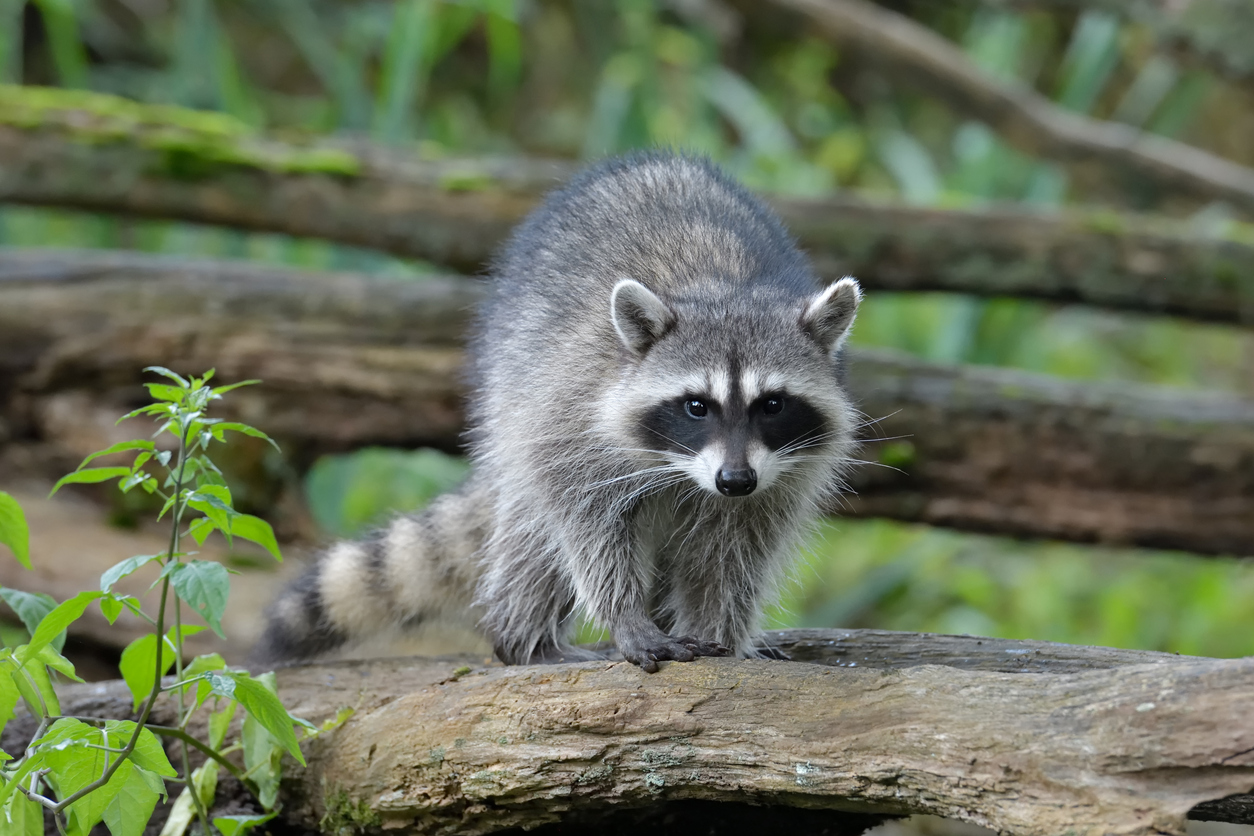 Raccoons Are A Nuisance In Other Countries Too | ABC Humane Wildlife  Control and Prevention