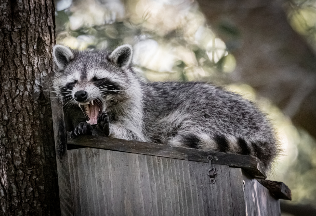 Raccoon Removal: Four Steps to Defeating Furry Hulks | ABC Humane Wildlife  Control and Prevention