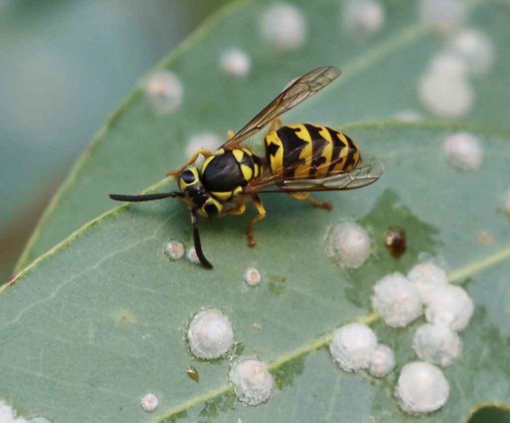 yellow jacket stuffed animal