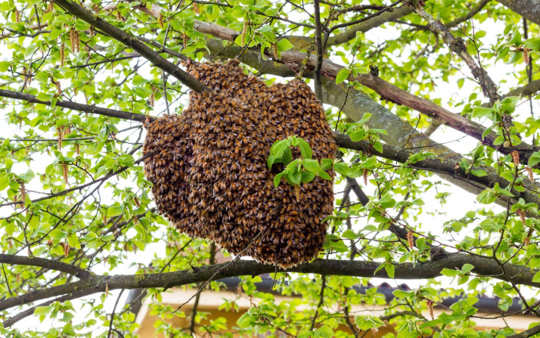 When Do Bees Swarm?