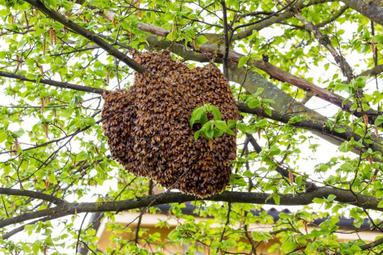 When Do Bees Swarm?