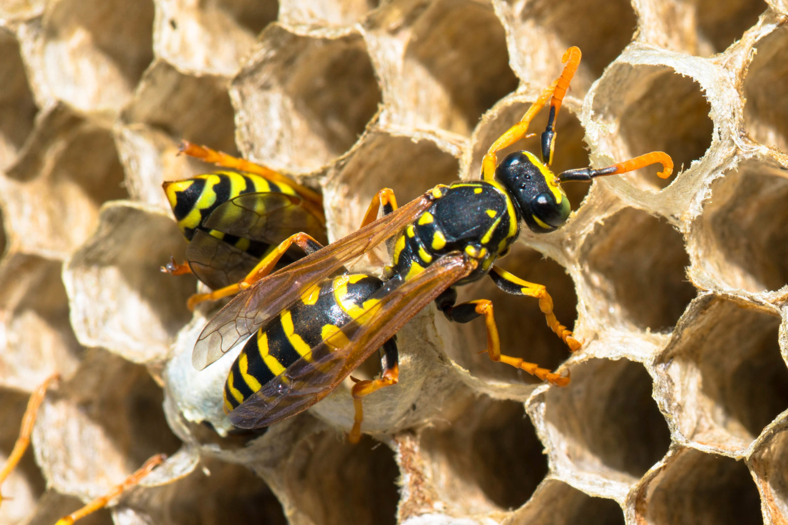 Identify and Control Wasps