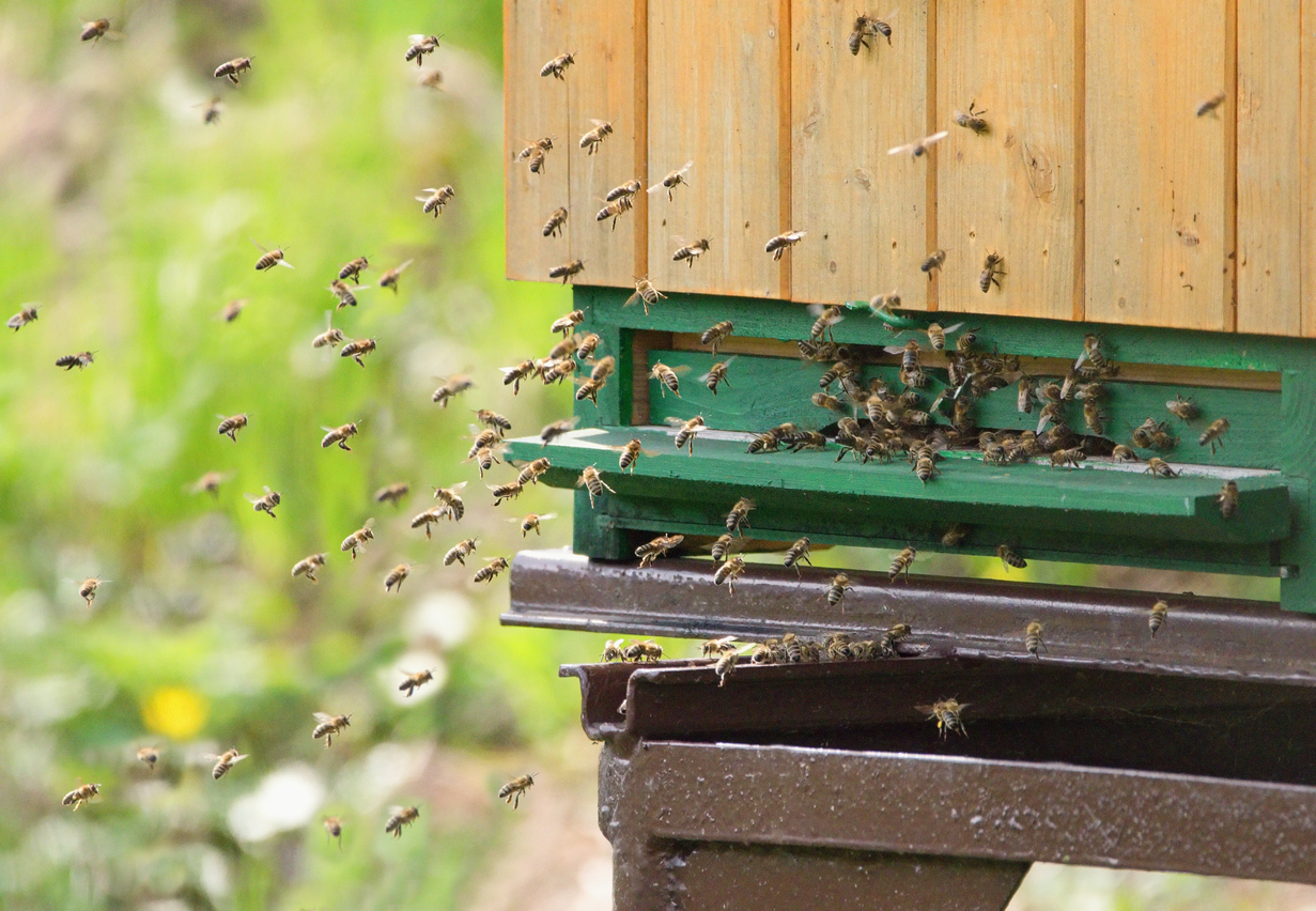 Honey Bee Removal: The Best Tactics