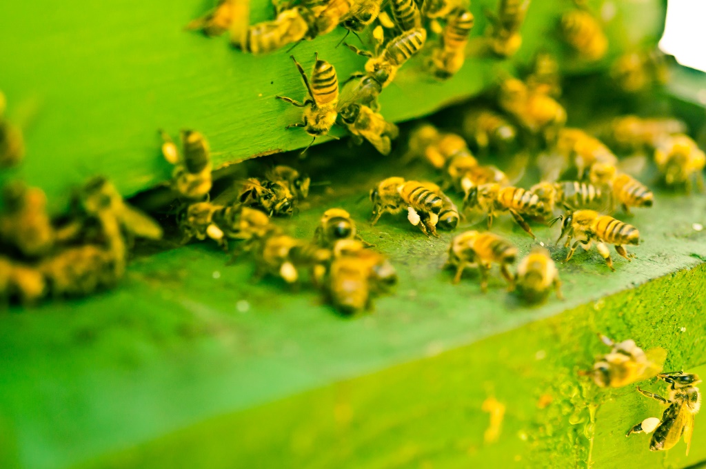 ABC Wildlife Blog I The Best Tactics For Honeybee RemovalABC Humane ...