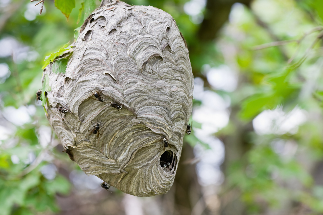 mud wasp nest identification