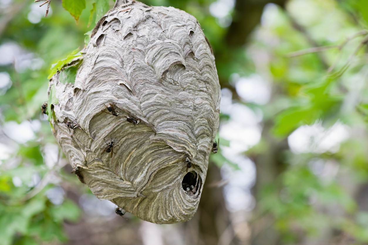 bee hive in tree inside