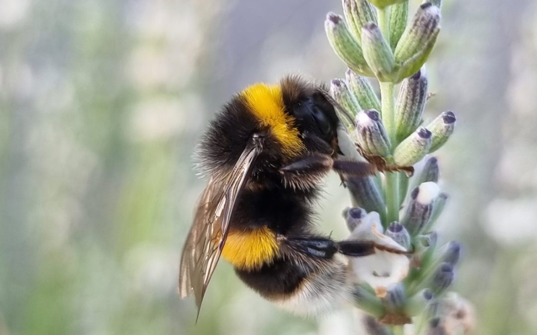 What Is a Bumblebee?