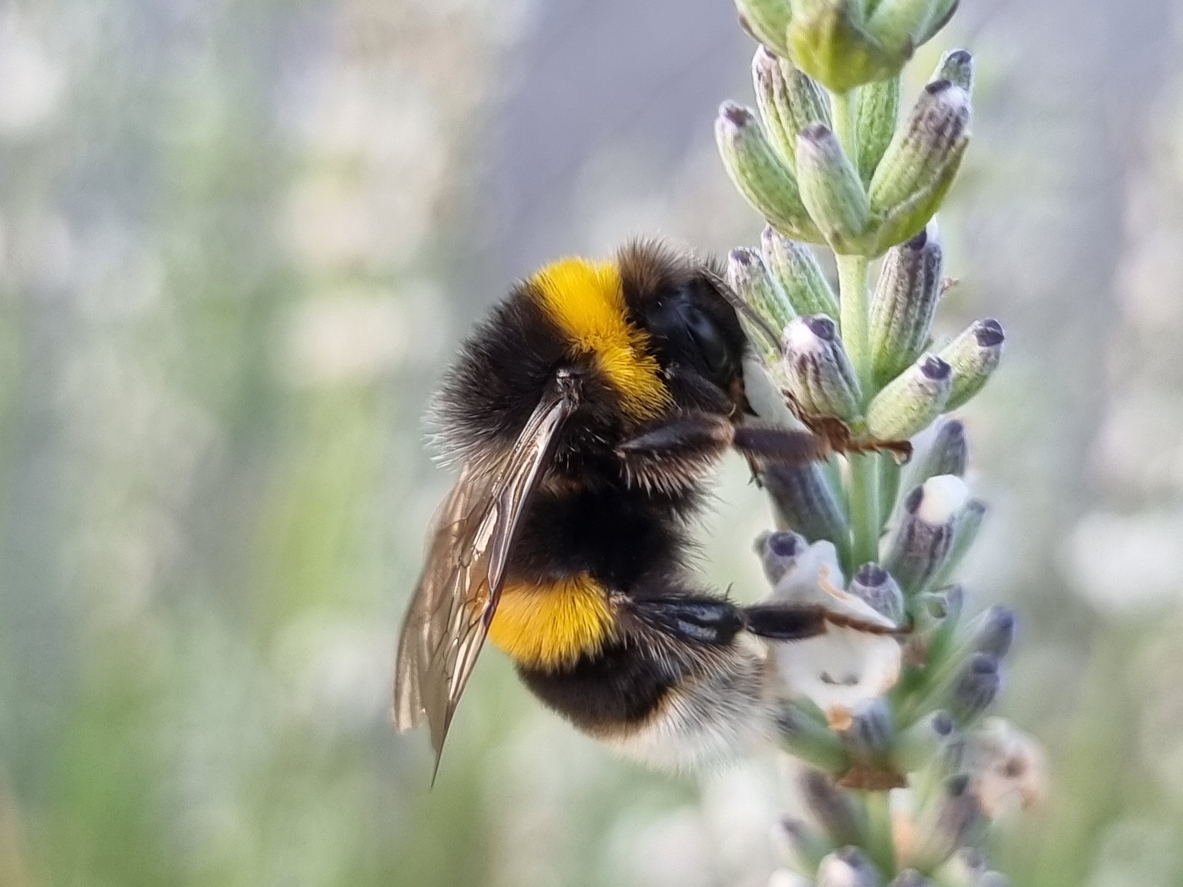 How Do I Identify A Bumblebee Nest? | ABC Humane Wildlife Control and  Prevention