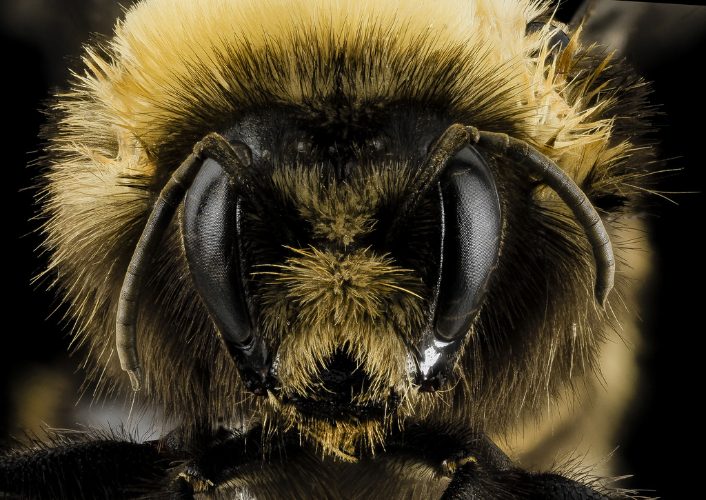 what-is-a-bumblebee-abc-humane-wildlife