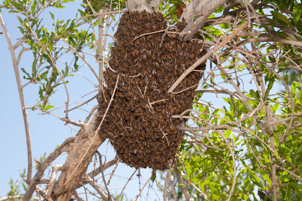 When Do Bees Swarm? - ABC Humane Wildlife