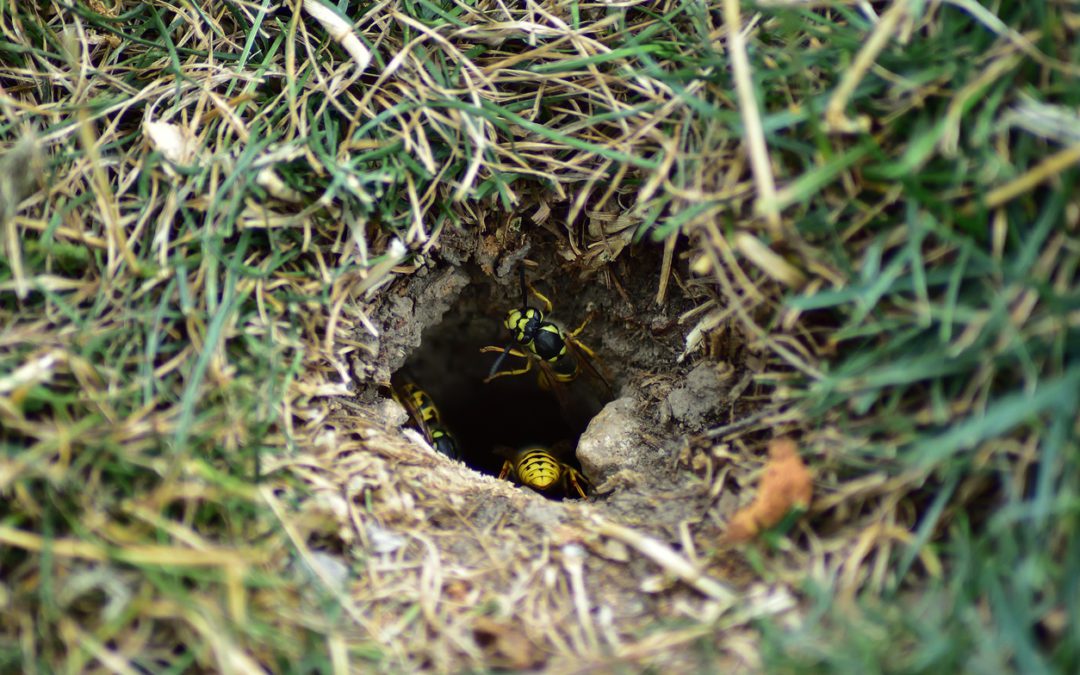 How To Eliminate Yellow Jacket Nests Underground