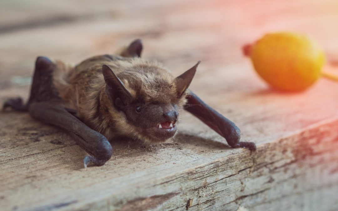 Dealing With A Bat Infestation