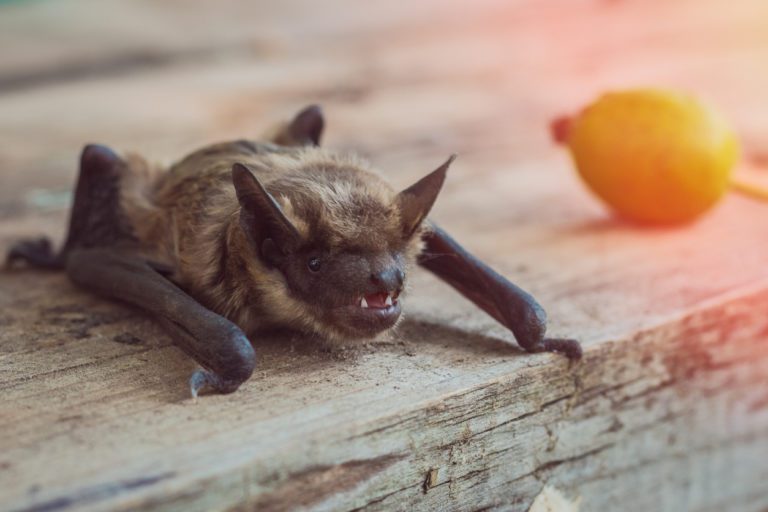 Bat Control In Your Home