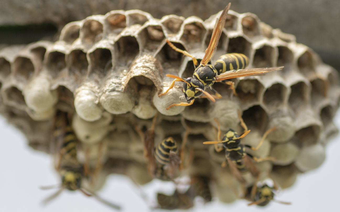 Paper Wasp Nest Removal