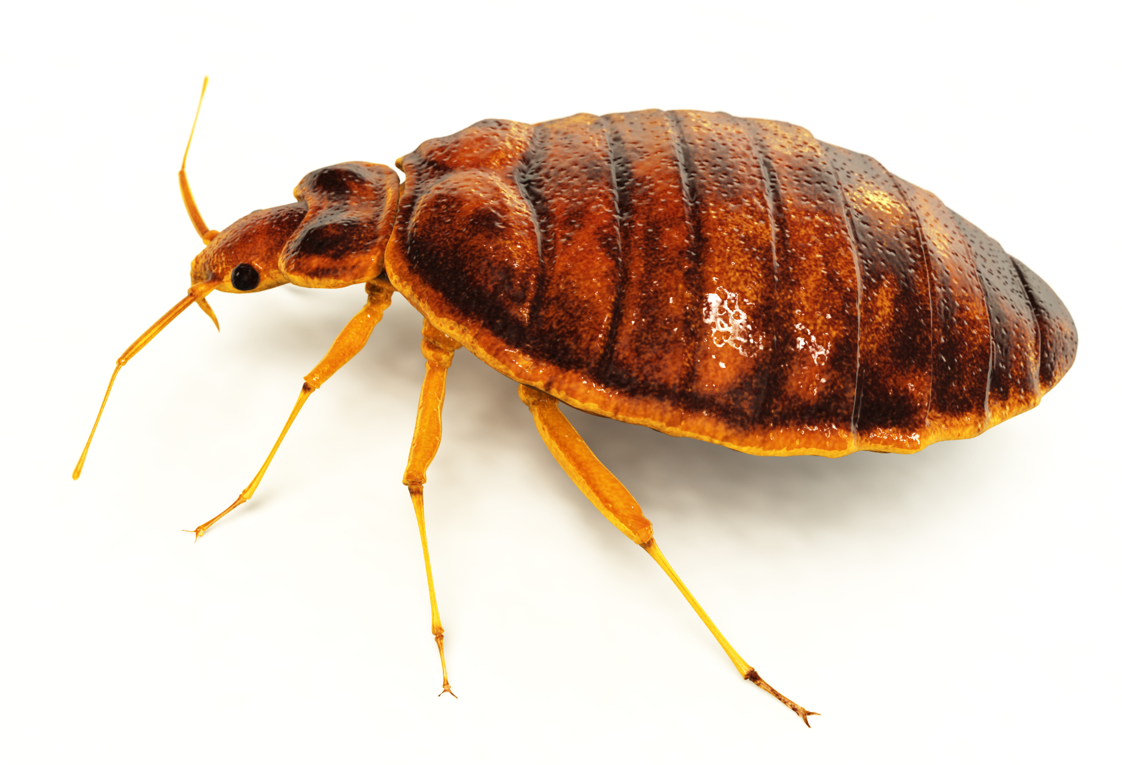 Illinois Bed Bug Removal Control ABC Wildlife   Bedbug 