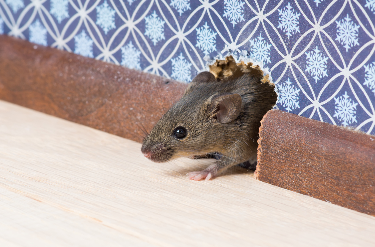 Mouse Control: Evicting Unwanted Tenants