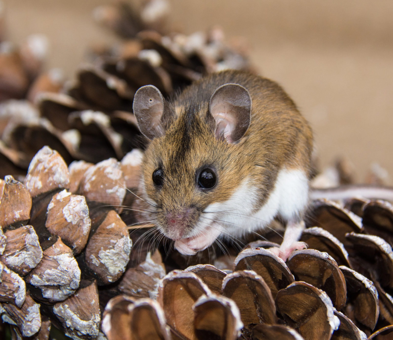 If You See One Mouse, There Are More | ABC Humane Wildlife Control and  Prevention