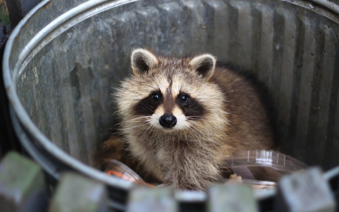 Raccoon Control: Identifying Raccoon Damage