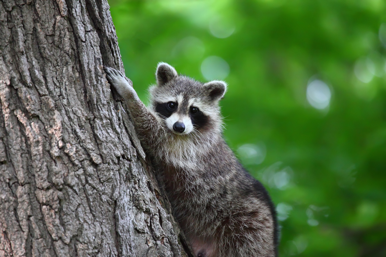 What Do I Do Once The Raccoons Are Gone? | ABC Humane Wildlife Control and  Prevention