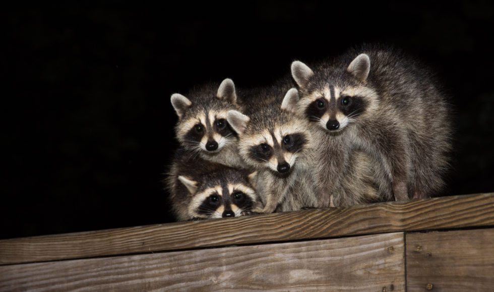The Best Ways to Repel Raccoons | ABC Humane Wildlife Control and