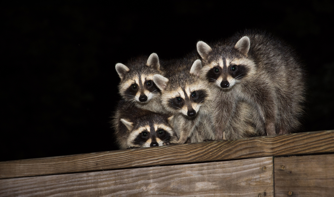 Raccoon Health Hazards