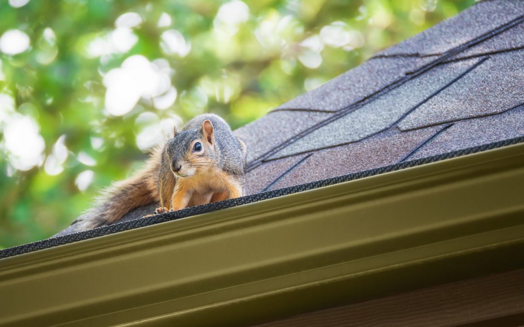 Why is Squirrel Removal Important?