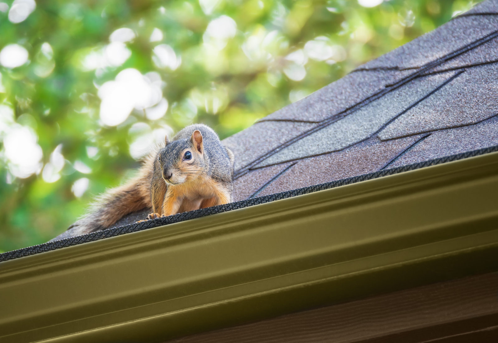 Why is Squirrel Removal Important?