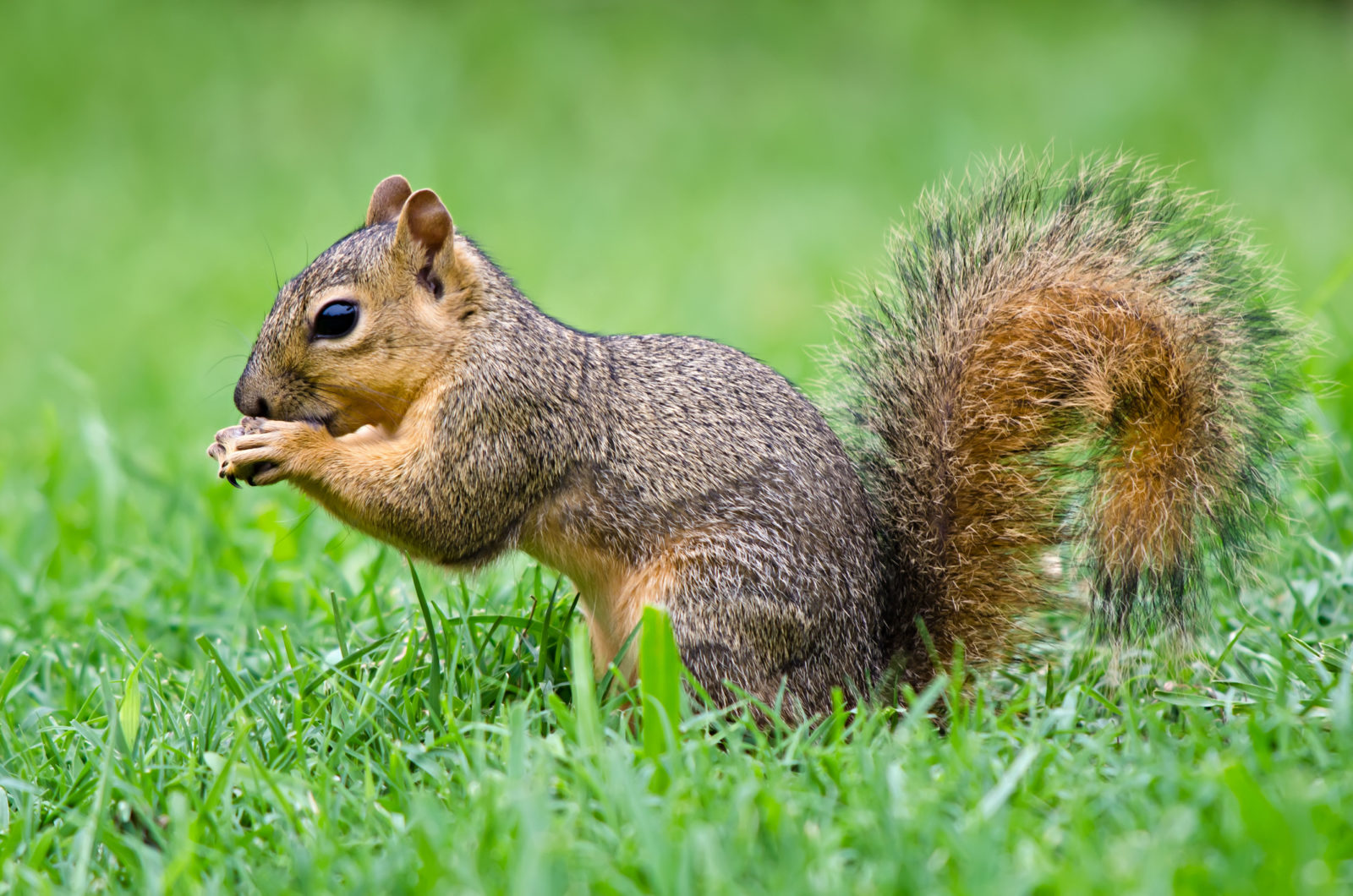 What’s The Best Squirrel Deterrent?