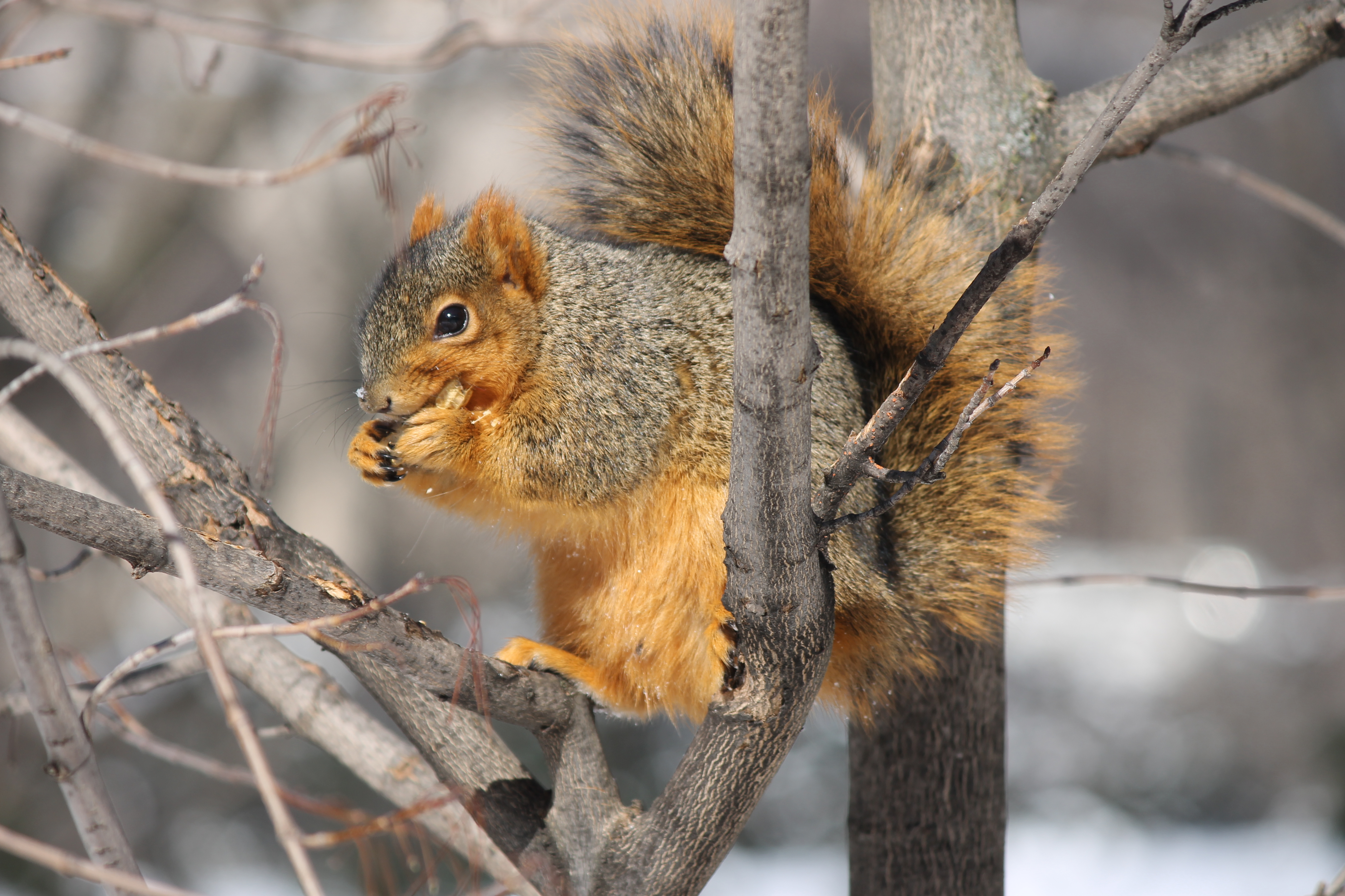 problems with wildlife Wildlife services experts are often asked to assist with wildlife damage problems related to animals that have been accidentally or intentionally. problems with wildlife Wildlife services experts are often asked to assist with wildlife damage problems related to animals that have been accidentally or intentionally.