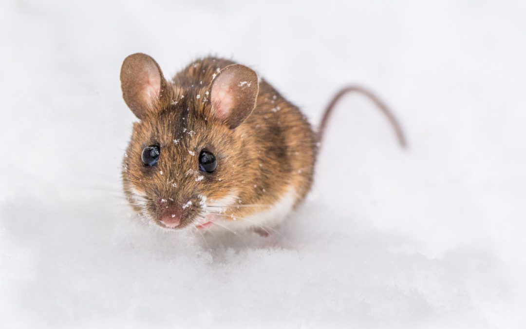 What Do Mice Do In Winter