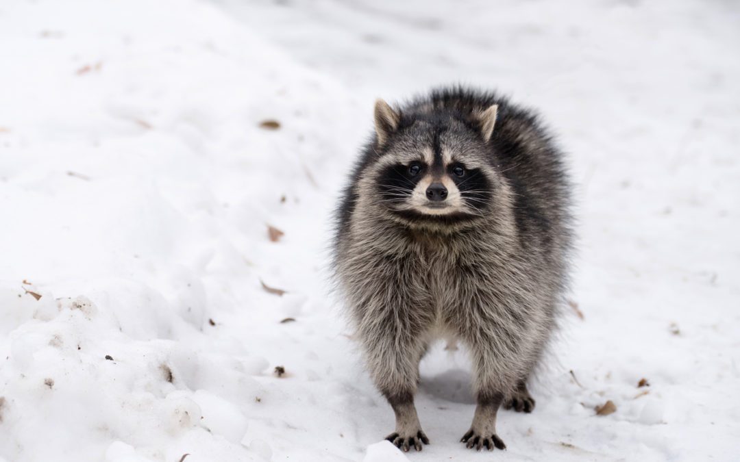 Raccoon Removal in the Winter
