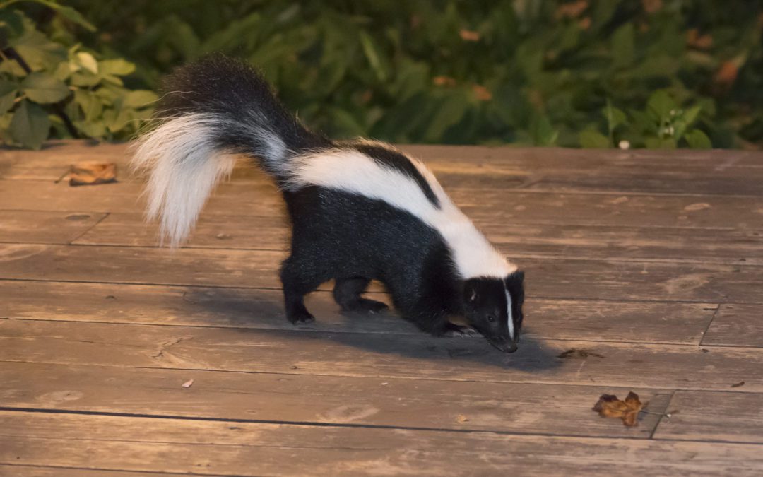 Avoiding the Need for Skunk Removal
