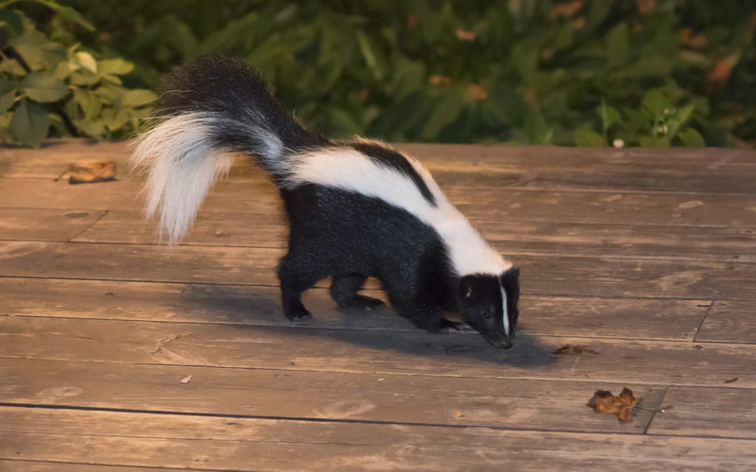 Skunk Removal: Getting Rid of Skunk Odor