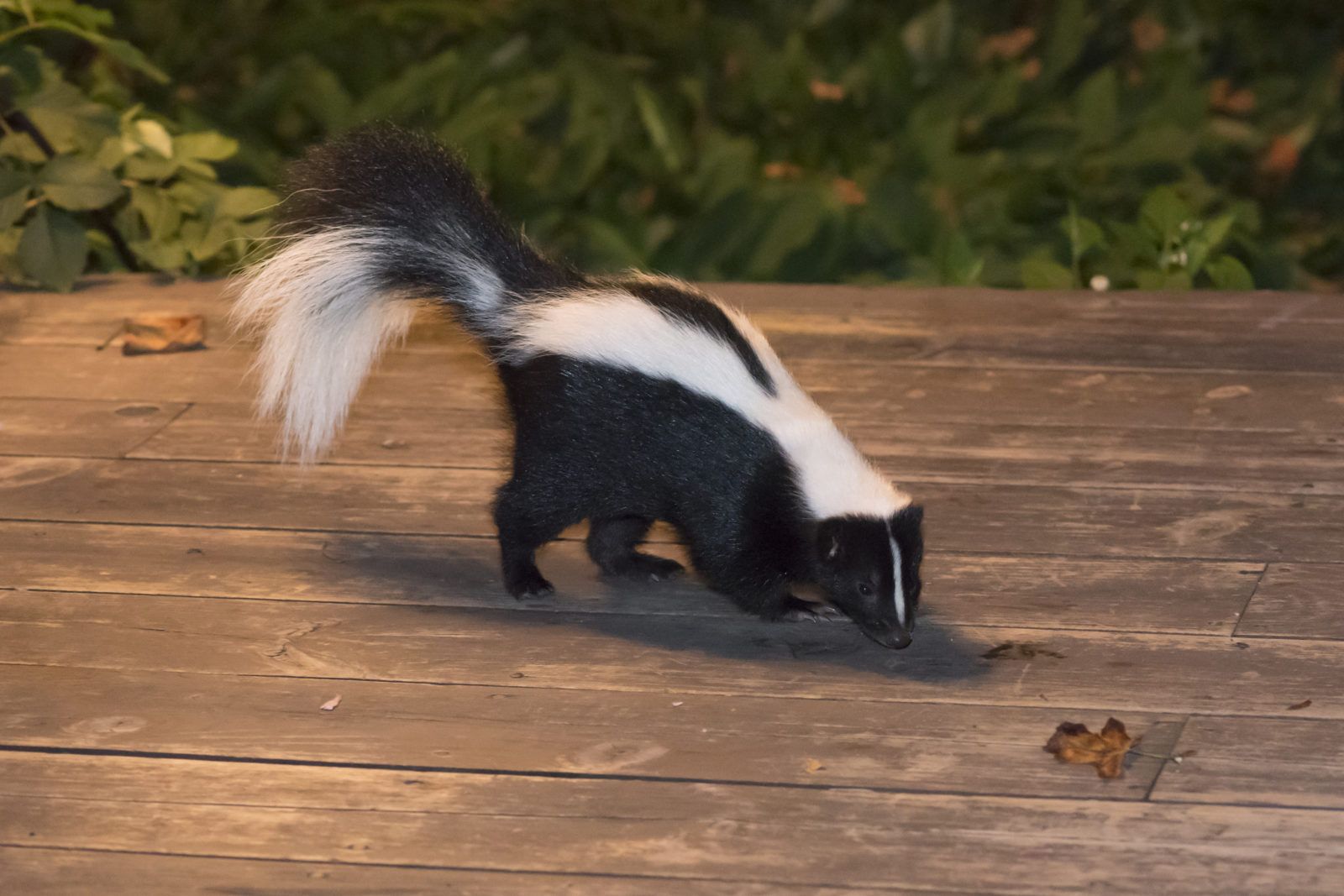 Avoiding the Need for Skunk Removal | ABC Humane Wildlife Control and  Prevention