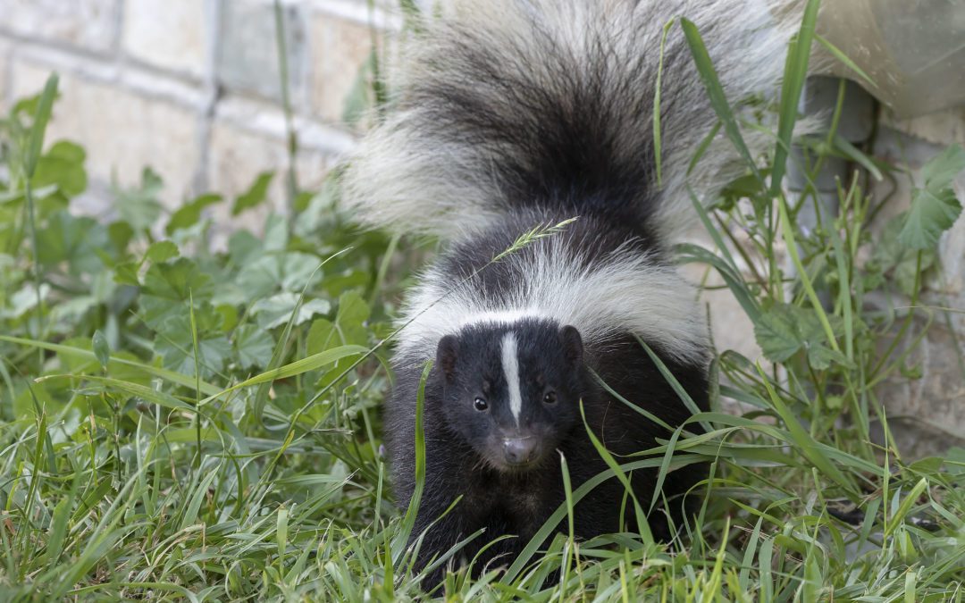 Skunk Removal: Why Dealing With Skunks Stinks