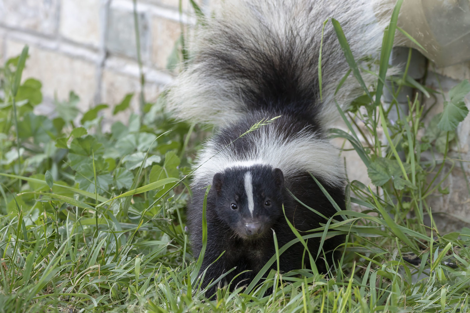 skunk spraying handstand