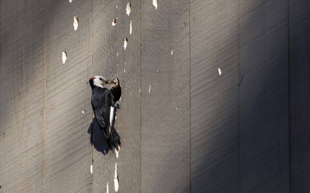 Avoiding Woodpecker Damage