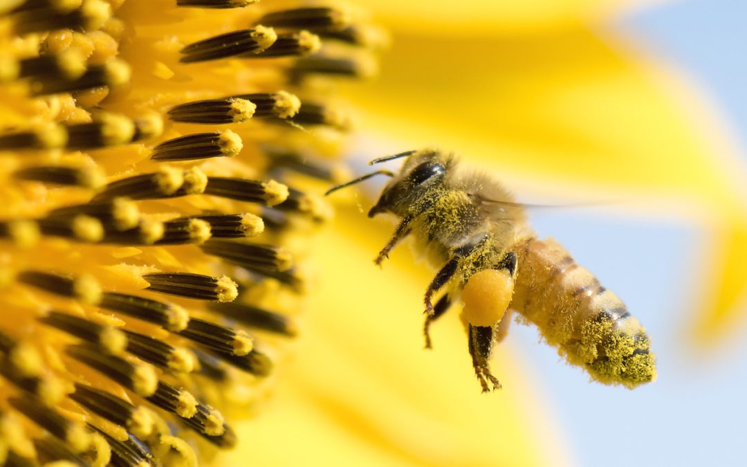 Honey Bee Removal: Why Do Bees Nest In Homes?