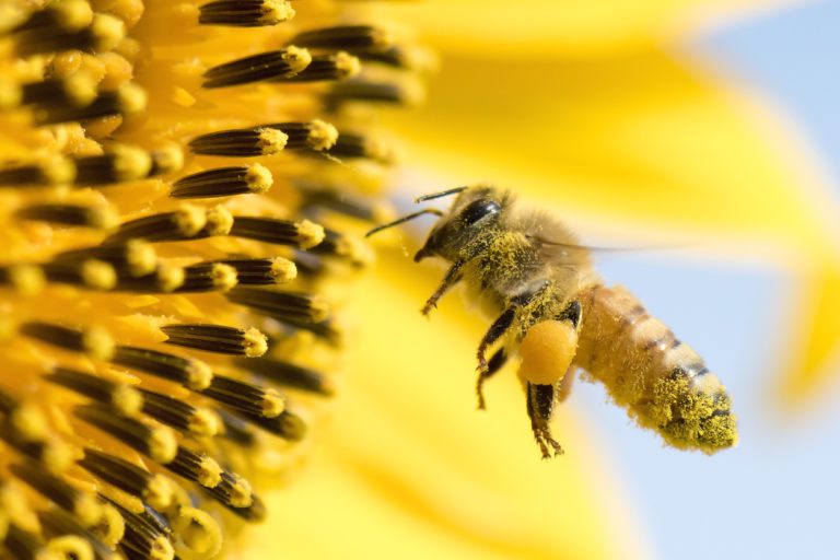 Honey Bee Removal: Why Do Bees Nest In Homes?