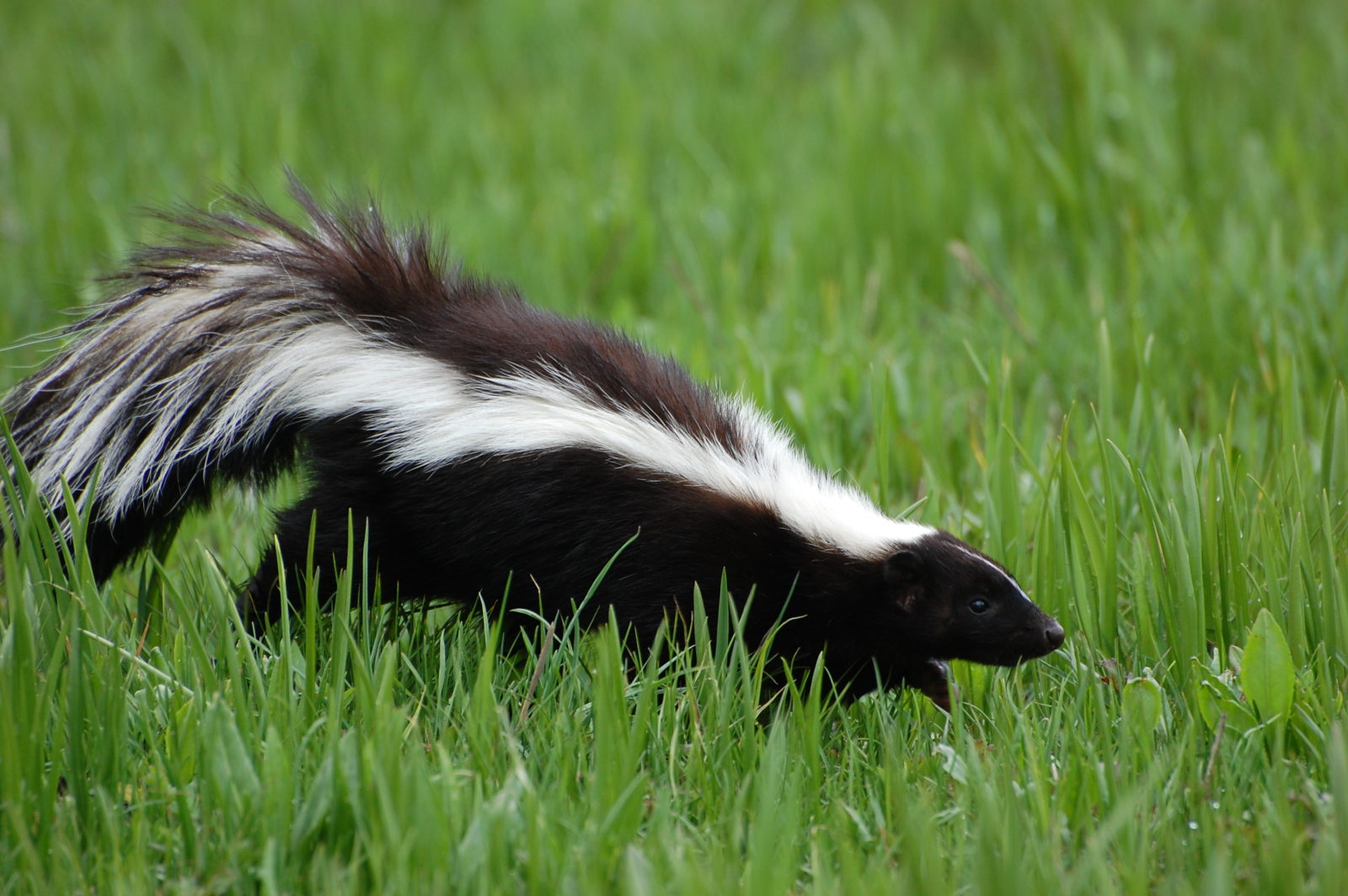 how do i get the skunk smell off of my dog