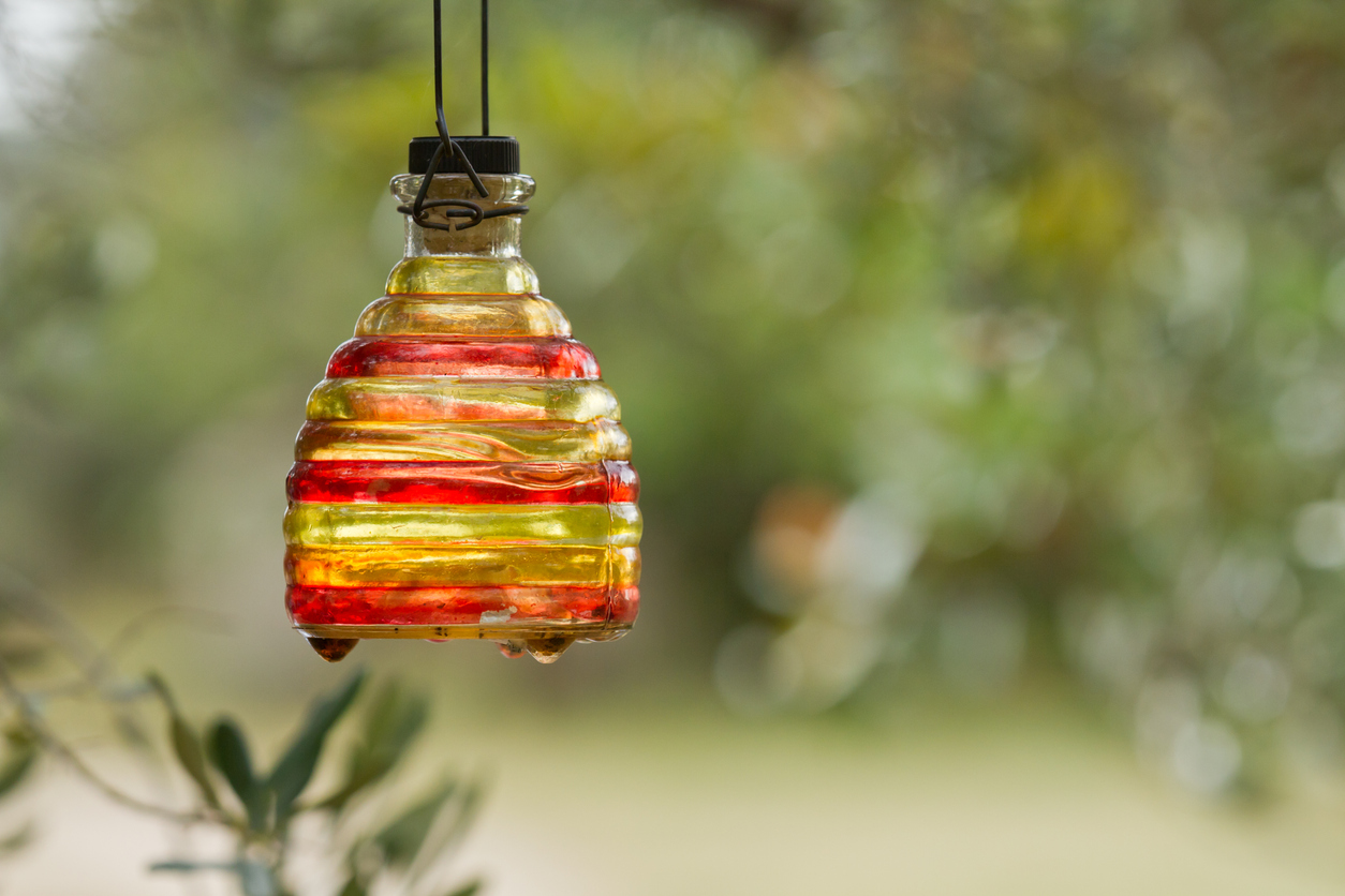 red wasp trap