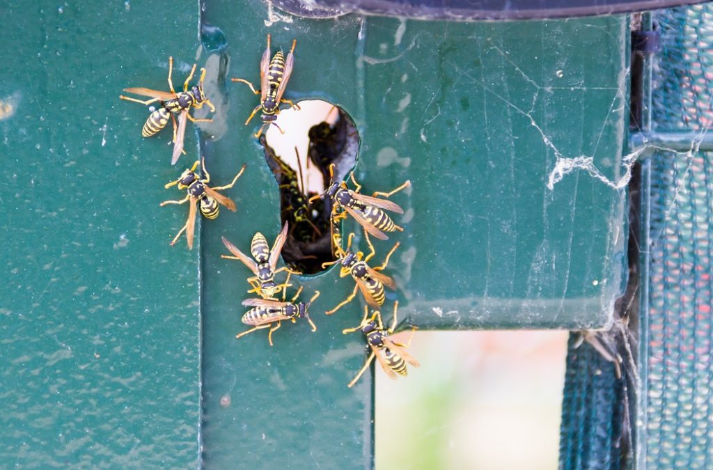 Yellow Jacket Nest Removal Dos and Don’ts
