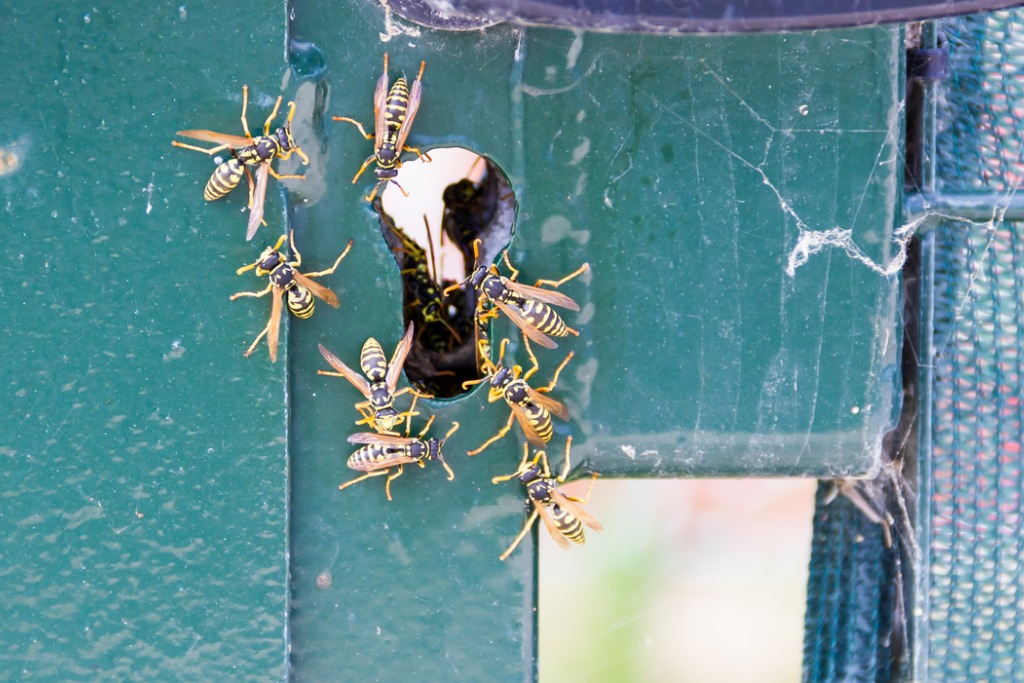 Yellow Jacket Nest Removal Dos and Don'ts | ABC Humane Wildlife